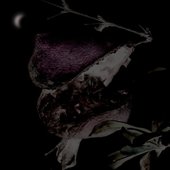 Over the Moon (Demo)