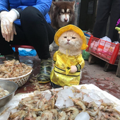 PeevishConcern 的头像