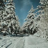 Wrightwood