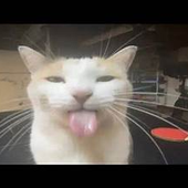 catbroth 的头像