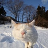 funny-cat-341-15.jpg
