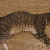 meowmeoow 的头像