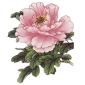 Avatar for Akitweh