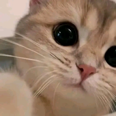 enoiseyaraaa 的头像