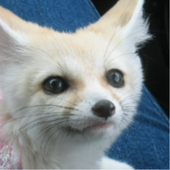 PeachyFennec için avatar