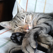schwatzekatze 的头像