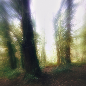 forest haze bandcamp.png