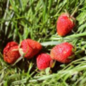 Grass_Berry 的头像