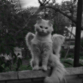nekoowoo 的头像