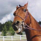 Horsing Around