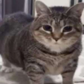 Avatar for arccat