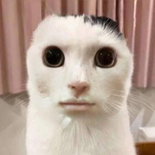 molimilo 的头像