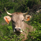 Avatar di calcot