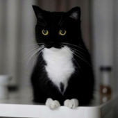 NekoD9 的头像