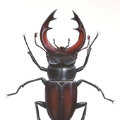 Sam_beetle 的头像