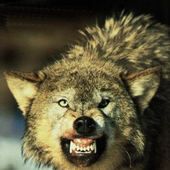 Avatar for wolfxpack