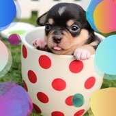 relaxing dog music classics 1