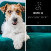 Calm Your Dog and Combat Anxiety