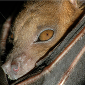 zoebat 的头像