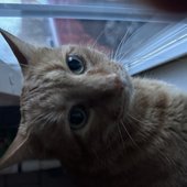 Kat
