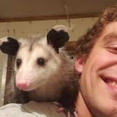 Based opossum