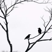 IMG_8945.jpeg