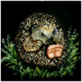 hedgehogsbottom için avatar