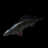 Avatar for AgeuTM