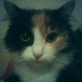 neko839 için avatar