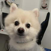 Avatar for angsanley