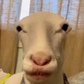 Avatar for Navv33