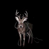 Bambi