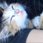 the_cat_mama 的头像
