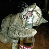 PablitoLoveCats 的头像