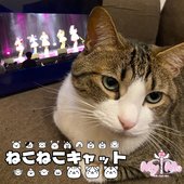 Nekoneko Cat (New version)