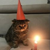 Birthday cat