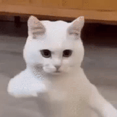 nkwstk 的头像