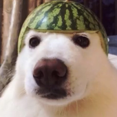 c0rkyz 的头像