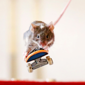 a_skating_rat 的头像