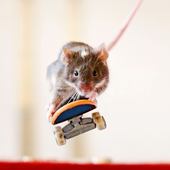 Avatar de a_skating_rat