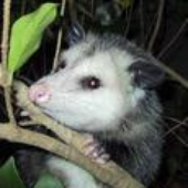 Awatar dla AwesomeOpossum