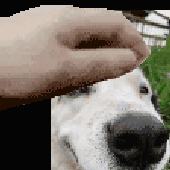 Crack_Dog1 的头像