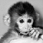 Avatar for monkeypadd