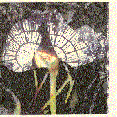 Our Thin Mercy of Error