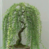 Avatar di werefinallyhome
