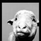 LastFM profile picture for @swetha