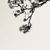 Calleryana