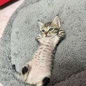 smallkittenirl 的头像