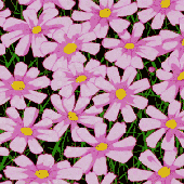 Avatar for mararah