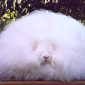 Angora-rabbit-mayra